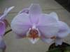 Phalaenopsis_Unknown_Lt_Pink_bloom_Small_.JPG