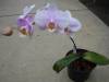 Phalaenopsis_Unknown_Lt_Pink_plant_Small_.JPG