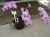 Phalaenopsis_Unknown_plant_021710_2_Small_.JPG