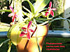 Phalaenopsis_cornu-cervi_fma_chattaladae_0114.jpg