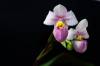 Phragmipedium_schlimii_2_blooms_1_of_1_.jpg