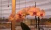 Pink_Phal_close_up_1-7-13.jpg