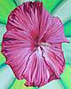 Pinwheel_Hibiscus_Master_calendar_cropped_2.JPG