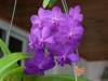 Purple_Vanda_low_2_.jpg