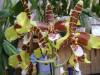 Rossioglossum_Rawdon_Jester_12-7-2012_106.JPG