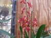 Rossioglossum_Rawdon_Jester_Oncda_Charlesworthii_Mishima_etc_009.JPG