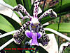 Vanda_Amy_Glynn_Creekmur.jpg