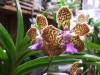 Vanda_Cindy_Banks_Odontocidium_Roger_Cole_Dendro_Atroviolaceum_017.JPG