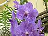 Vanda_Fuchs_Delight.jpg