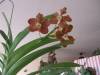 Vanda_Kultana_Fragrance_X_Ascda_Surat_Spot_4n_004.JPG