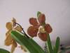 Vanda_Kultana_Fragrance_X_Ascda_Surat_Spot_4n_005.JPG