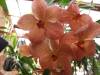 Vanda_Kultana_x_Ascocenda_Snut_Gold_005.JPG