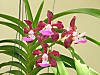 Vanda_insignis.jpg