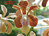 Vanda_limbata_X_Vanda_denisoniana_X_Vanda_Naeem_Ramatalley.jpg