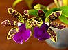 Zygopetalum_Advace_Australia.jpg