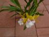 miltonia_Goodvale_Golden_Moir.JPG