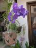 my_orchids_in_december_105_1.JPG