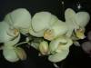 new_orchids_053.jpg