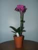 new_orchids_065.jpg