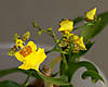 oncidium8.jpg