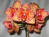 orchids_1-10-10_067.JPG