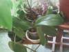 orchids_in_Kitchen_1.jpg