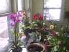 orchids_in_the_sunlight.jpg