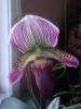 paph13.jpg