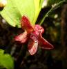 unknown_local_orchid-K41.jpg