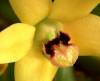 yellow_orchid.jpg