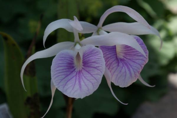 Bl. Morning Glory 'Valentine Kiss'