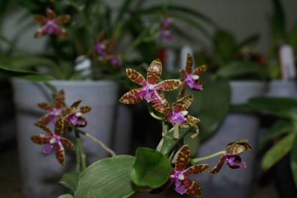 Phalaenopsis bastianii