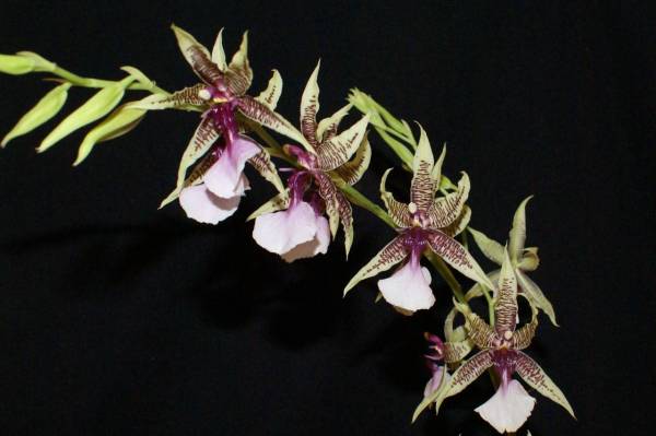 Oncidium hastilabium