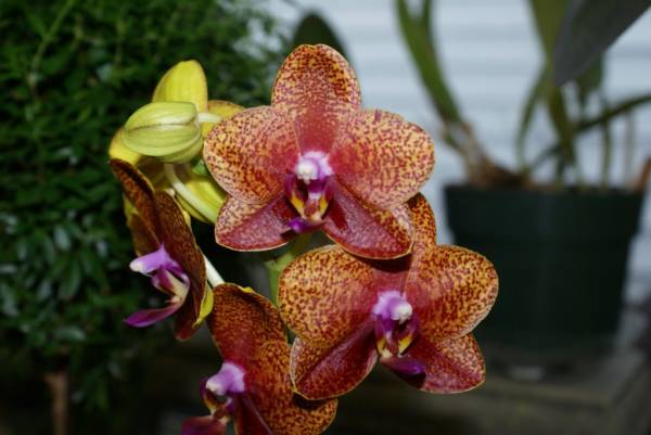 NOID Phalaenopsis