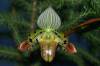 DSC05264_Paph_venustum.jpg