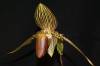 DSC05450_Paph_roth_1_.JPG