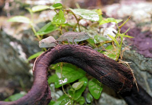 pygmy chameleon