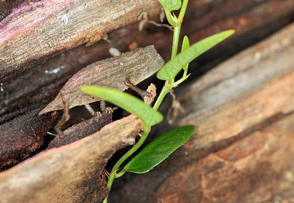 pygmy chameleon