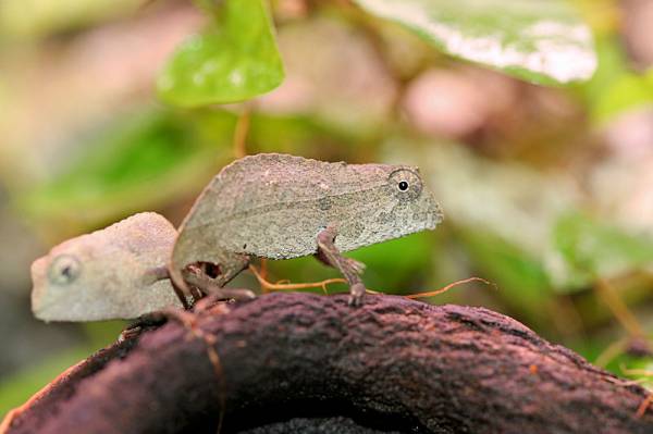 pygmy chameleon