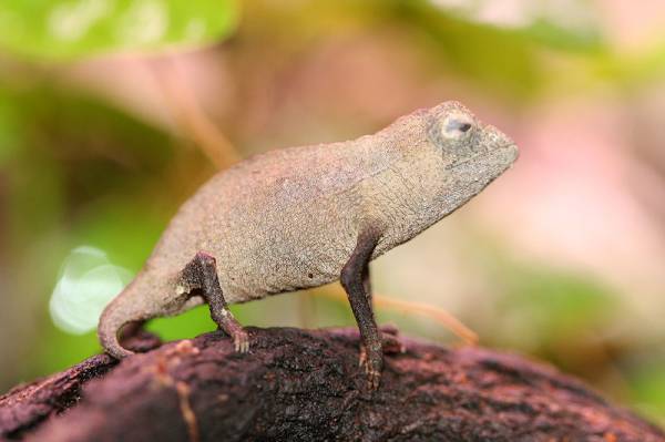 pygmy chameleon