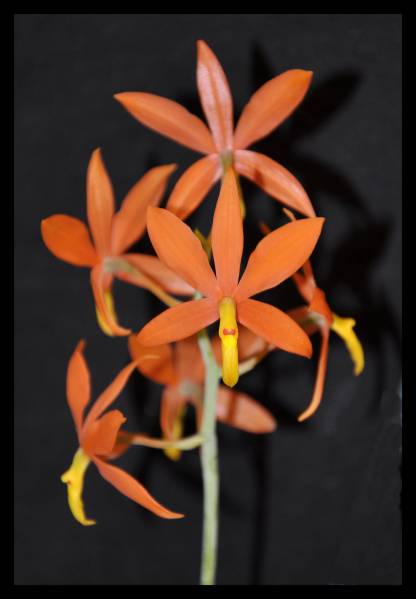 encyclia vitellina