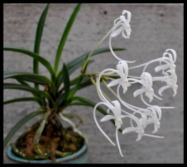 neofinetia falcata