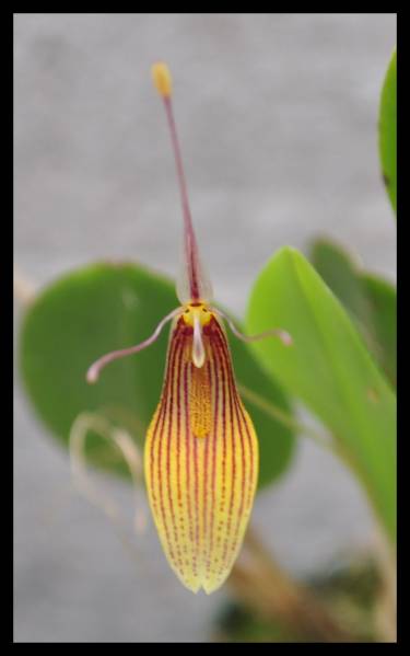 restrepia trichoglossa