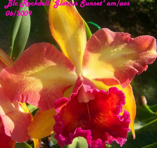 Blc Rockdell 'Glorius Sunset' am/aos