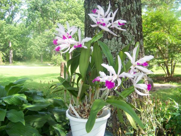 Lc Schilleriana 'Orchid Court' coerulea