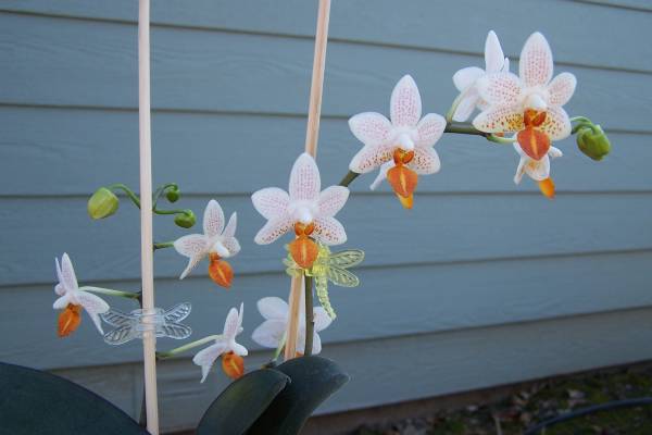 Phal. Mini Mark 'Holm' 2010