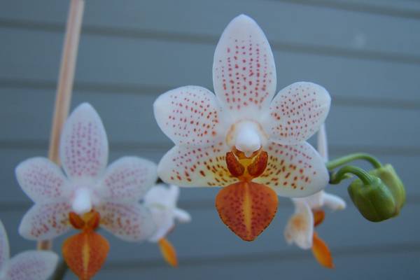 Phal. Mini Mark 'Holm'