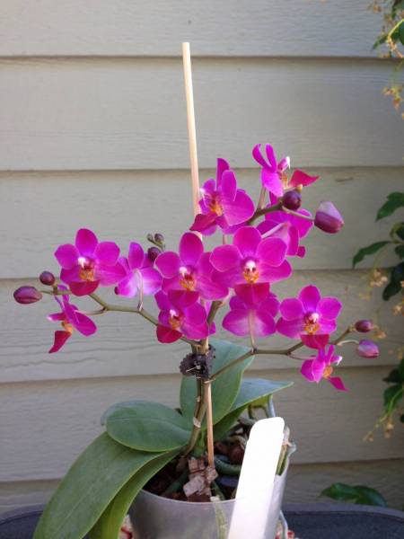 Phal. Liu's Cute Angel