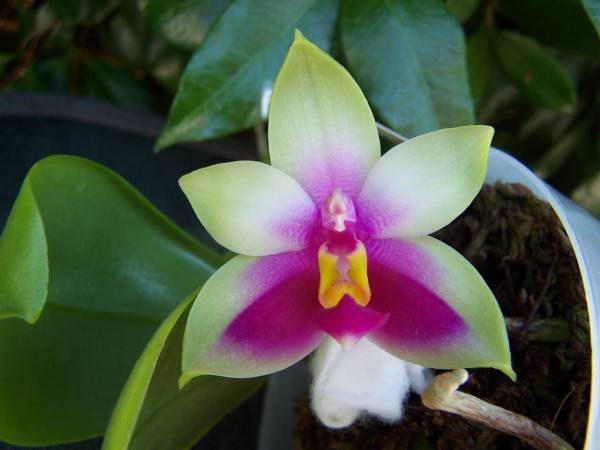 Phal. bellina