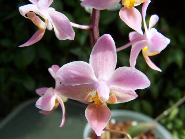 Phal. equestris 'Orange'